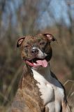 AMSTAFF  PORTRAIT 006